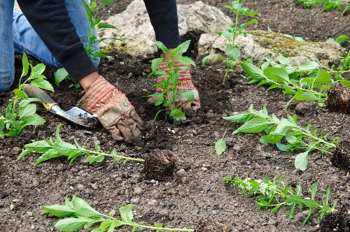 Professional arborist preparing a booking and site review