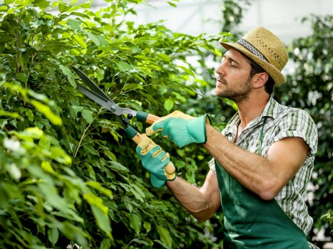 Professional hedge trimming along a boundary in Mitcham