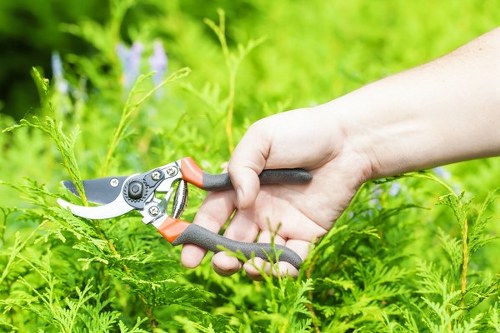 Professional tree pruning work near a property boundary in Mitcham